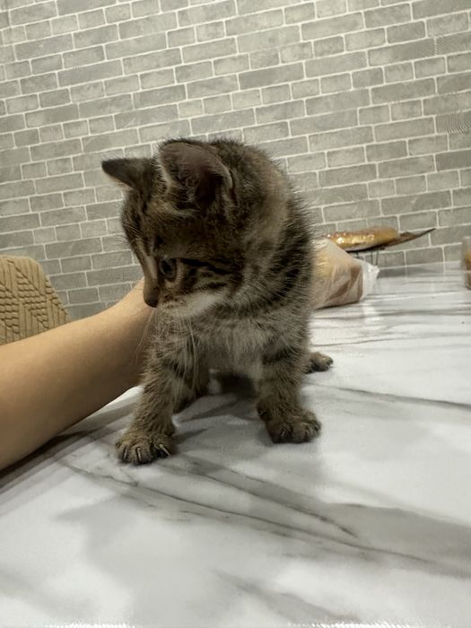 Отдам котят в добрые руки