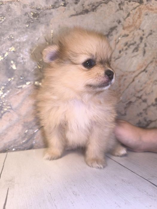 Готовы к продаже щенки померанского шпица