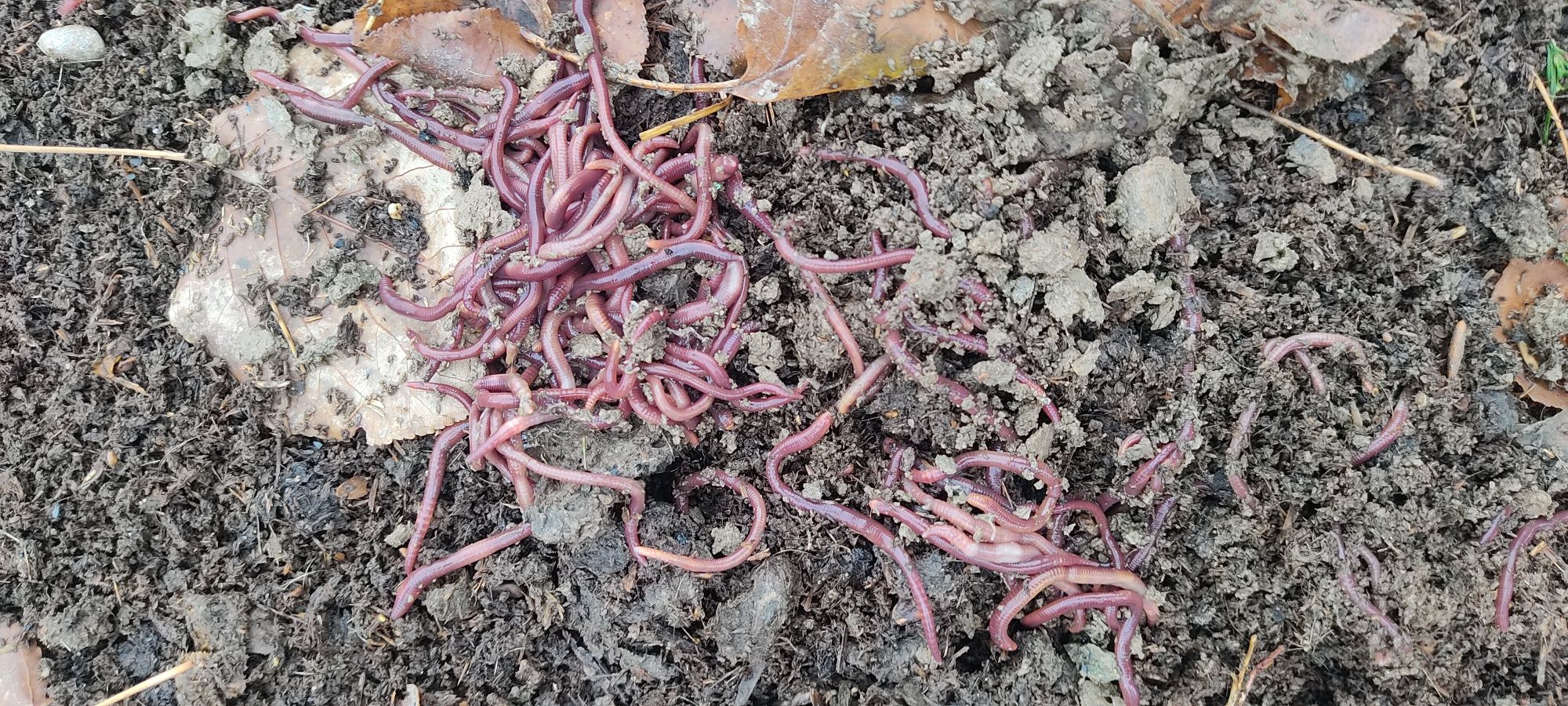 Kaliforniya BIOGUMIS Chuvalchangi, 150000 bir savati