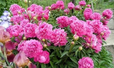 Продам Цветы кустарники