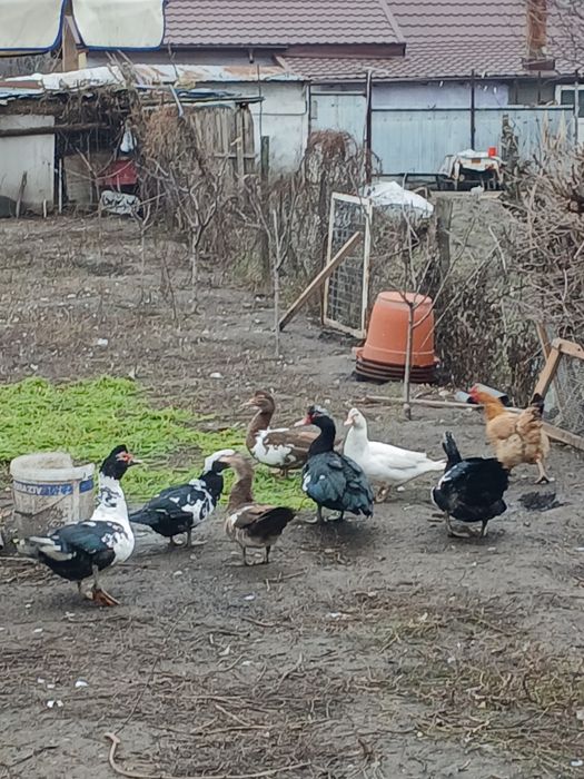 Vând rațe mute și rățoi.