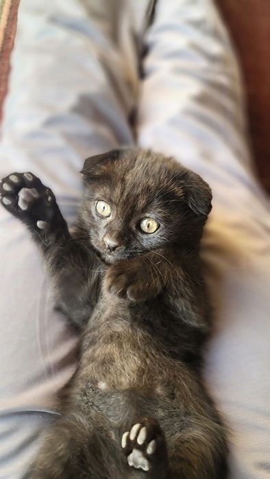 Шотландский весло ухий mushuk