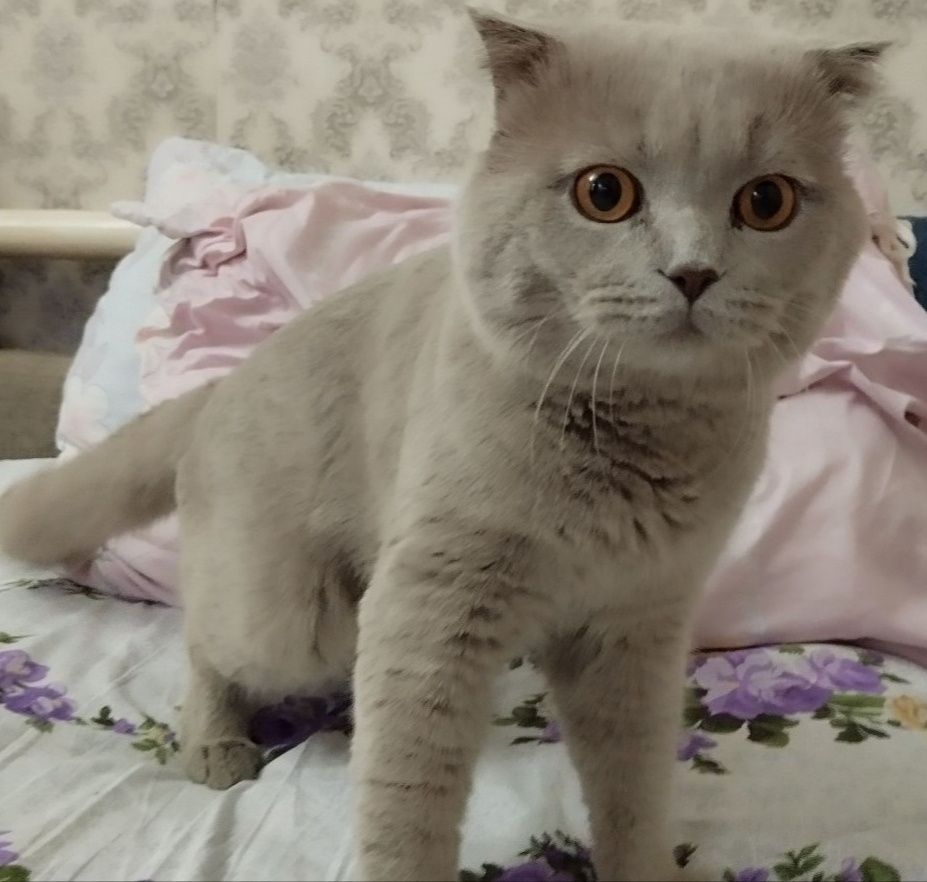 Продается Шотландский кот