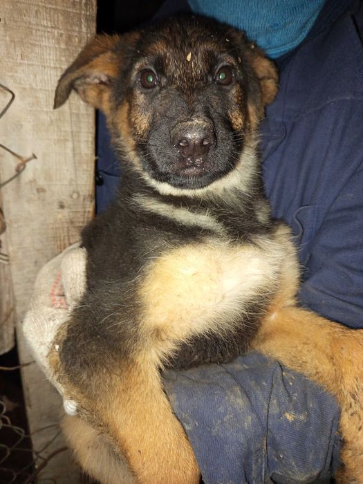 Продавам Немски овчарки