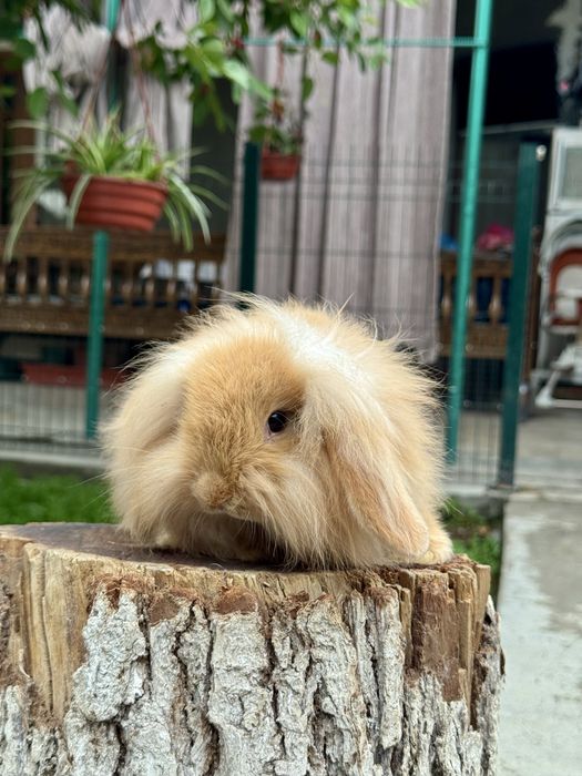 Karlik Quyon. Карликовый кролик