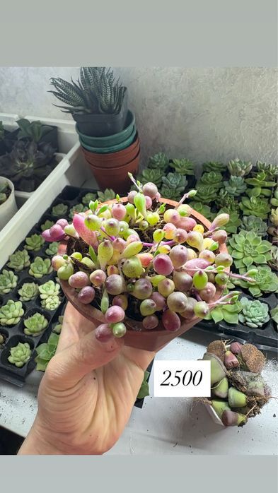 Сукуленты и кактусы