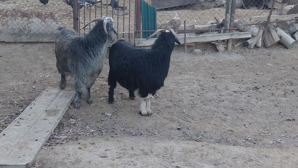 Семіз жем жеп тұрған бойдақ ешкілер сатылады