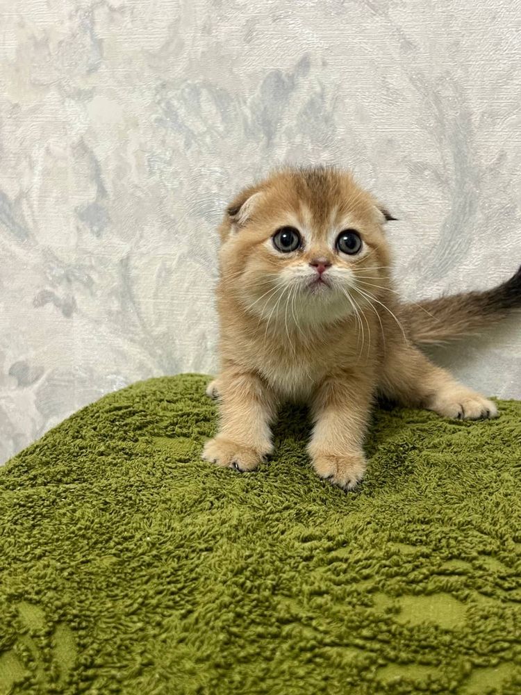 Скоттиш фолд ,девочка