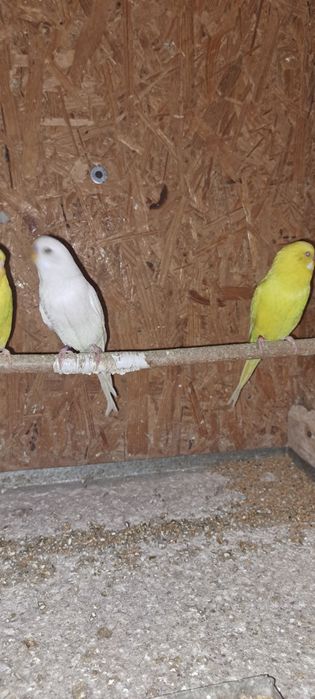 Perusii pui si maturi