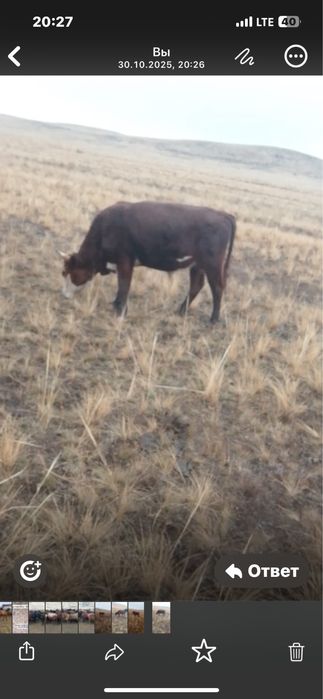 Бұқа сатылады бір жарым жасар