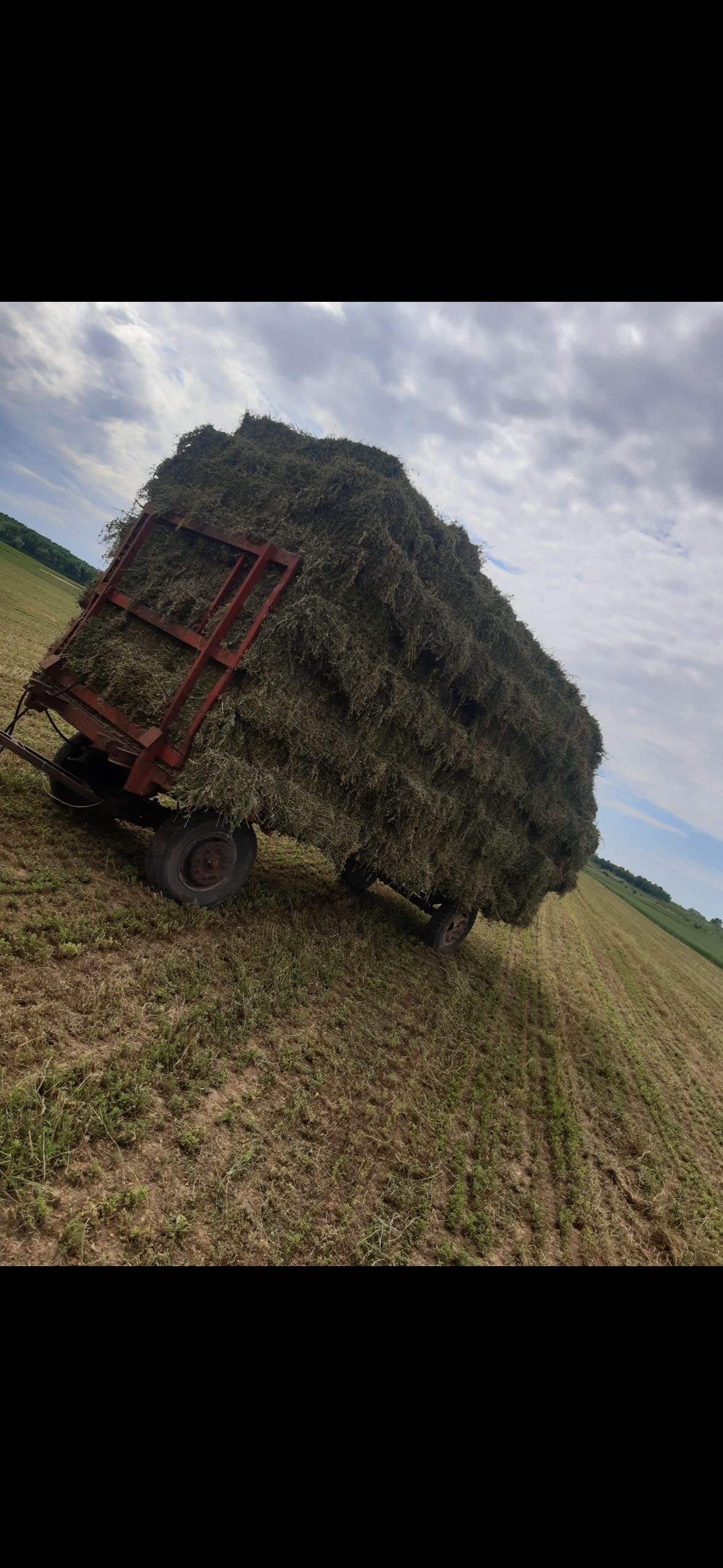 Baloți de lucernă