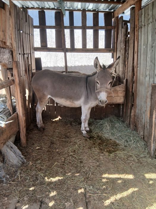 Продаю ишака ,ввносливвй помощник для хозяйства