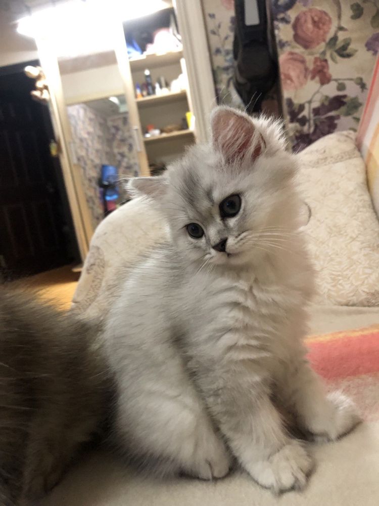 Котята чистокровные скотиш фолд и скотиш страйт,красивые..