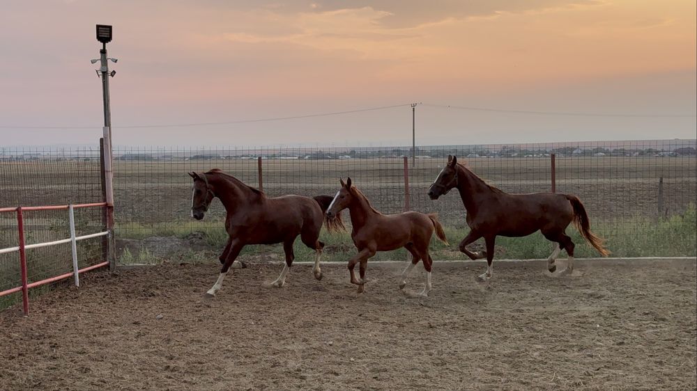 Vand pereche iepe KWPN