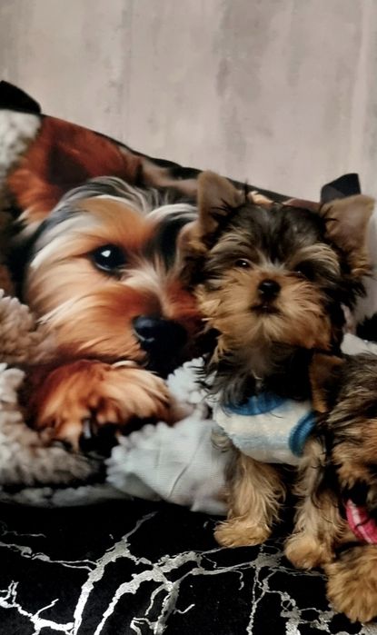 Йорки-йоркширски териер