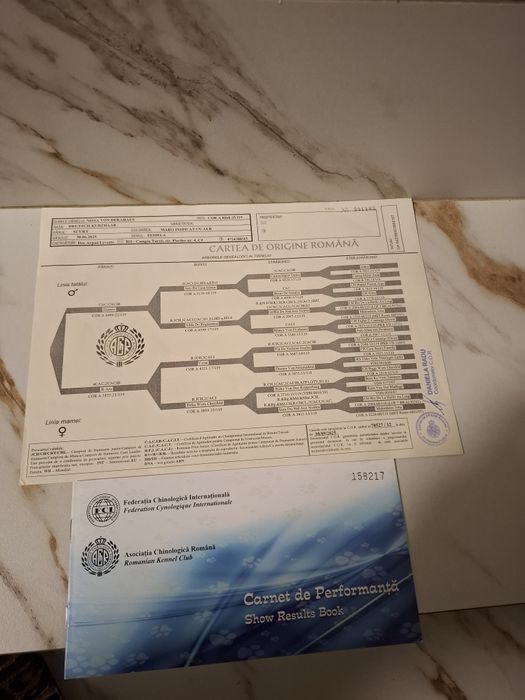 Vând femela brac german