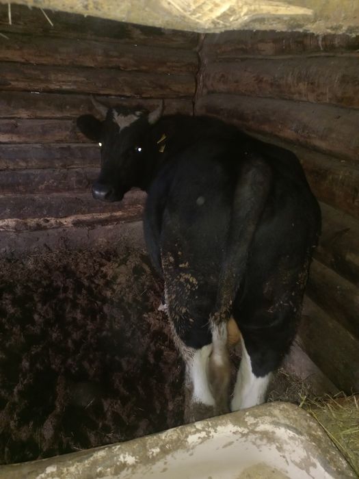 Продам бычка разного возраста