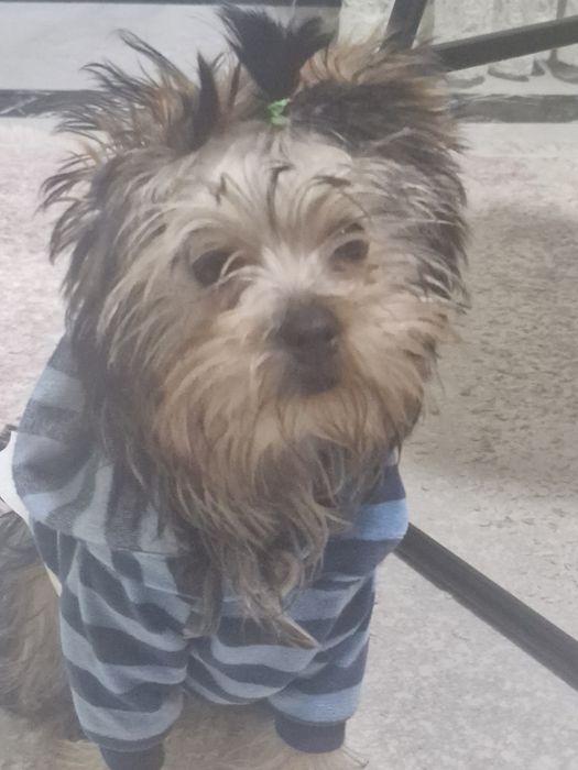 Продам щенка  йорка 3 месяца мальчик.