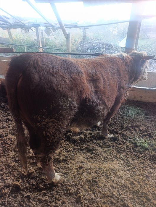 Сотилади срочно гов