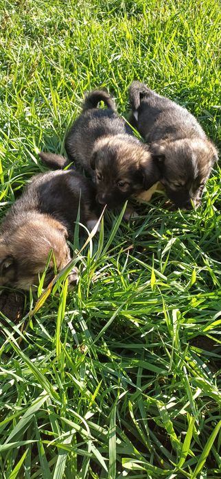 Donez catei de talie medie