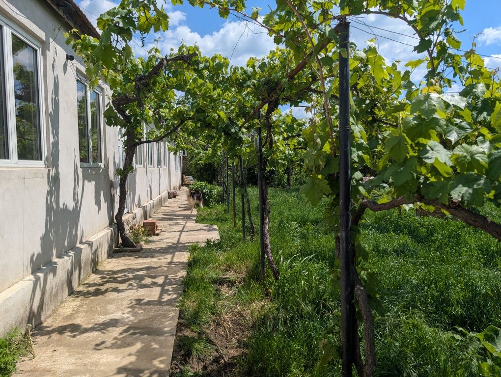 Casa de vânzare Sântana jud. Arad