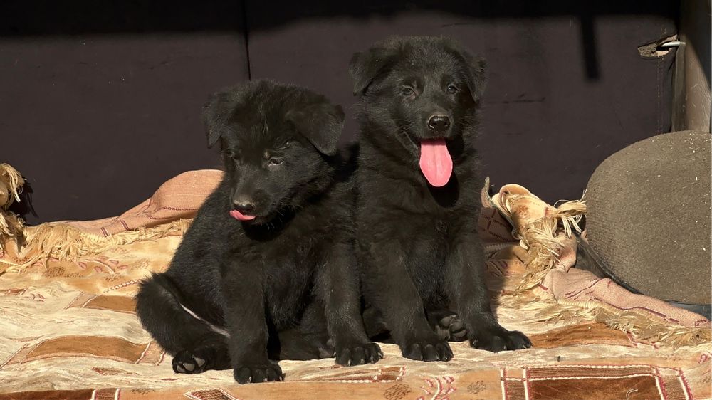 Щенки немецкой овчарки