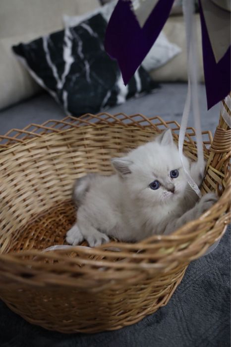 Ragdoll puiut mascul