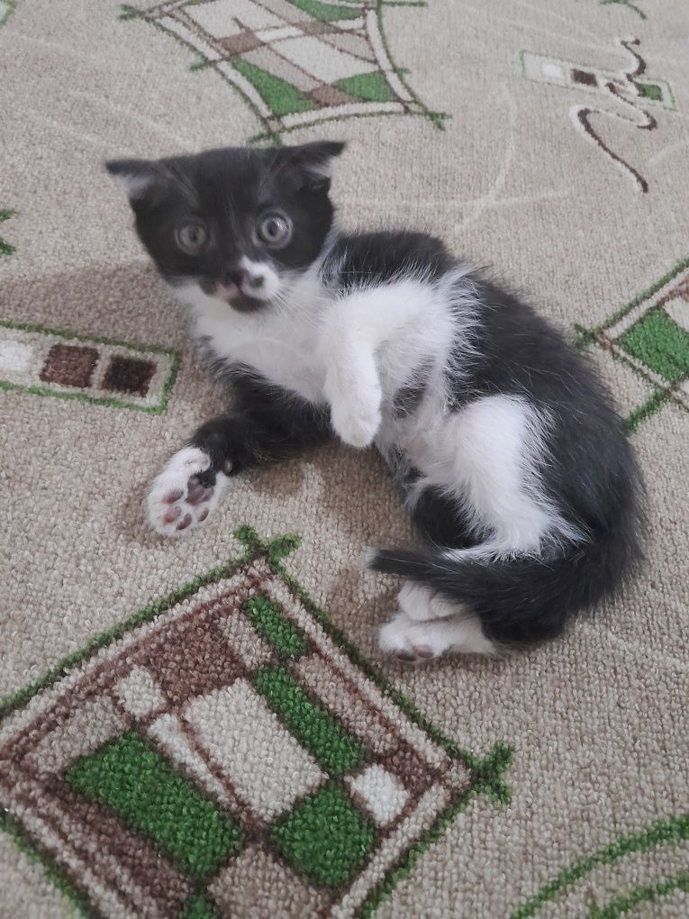 Кот веслоухий отдам бесплатно