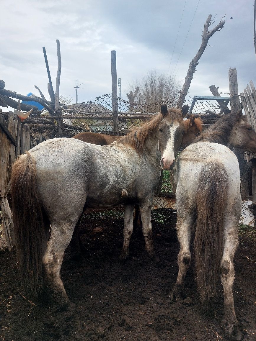 2 жасар (еркек) тайлар сатылады