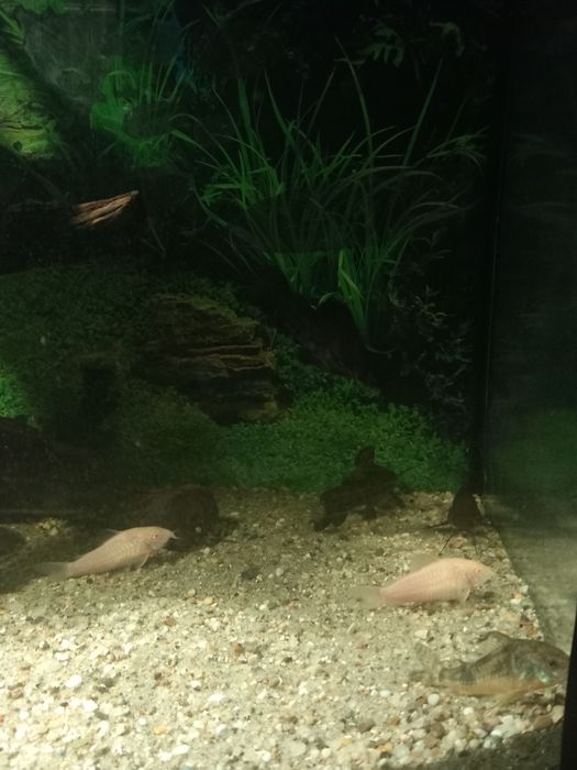 Pesti sanitari diferite specii