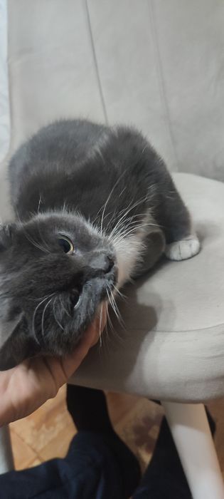 Милый котенок ищет дом