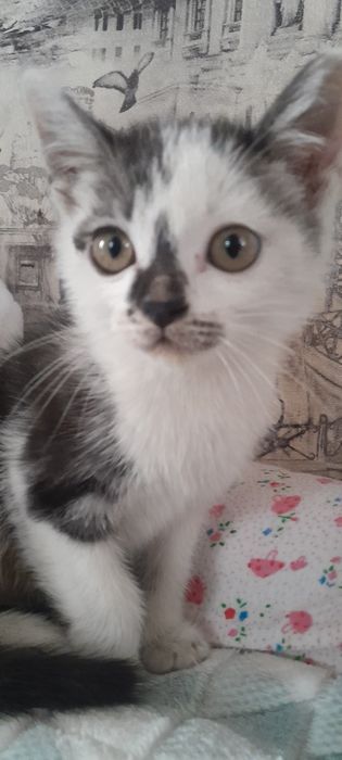 Смесь турецкая ангора