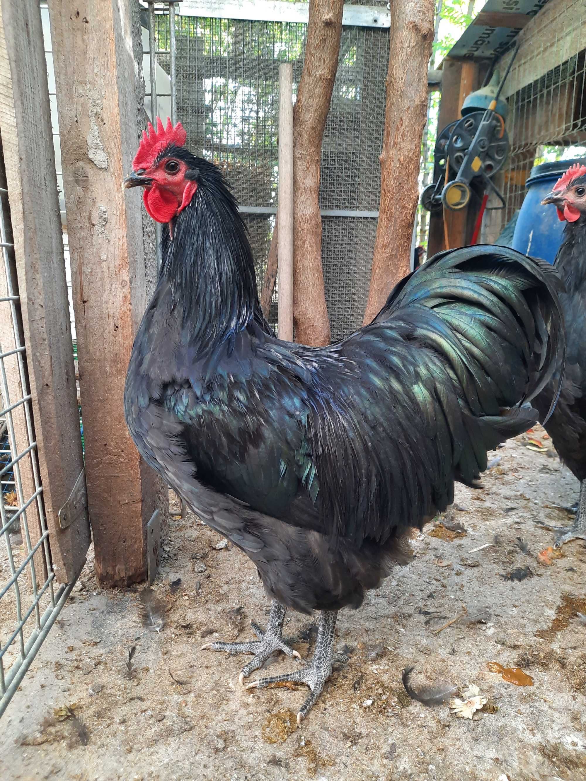 Cocosi Australorp