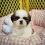 Bichon havanez fetita 500 lei