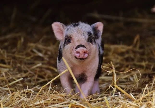 Мини правенце