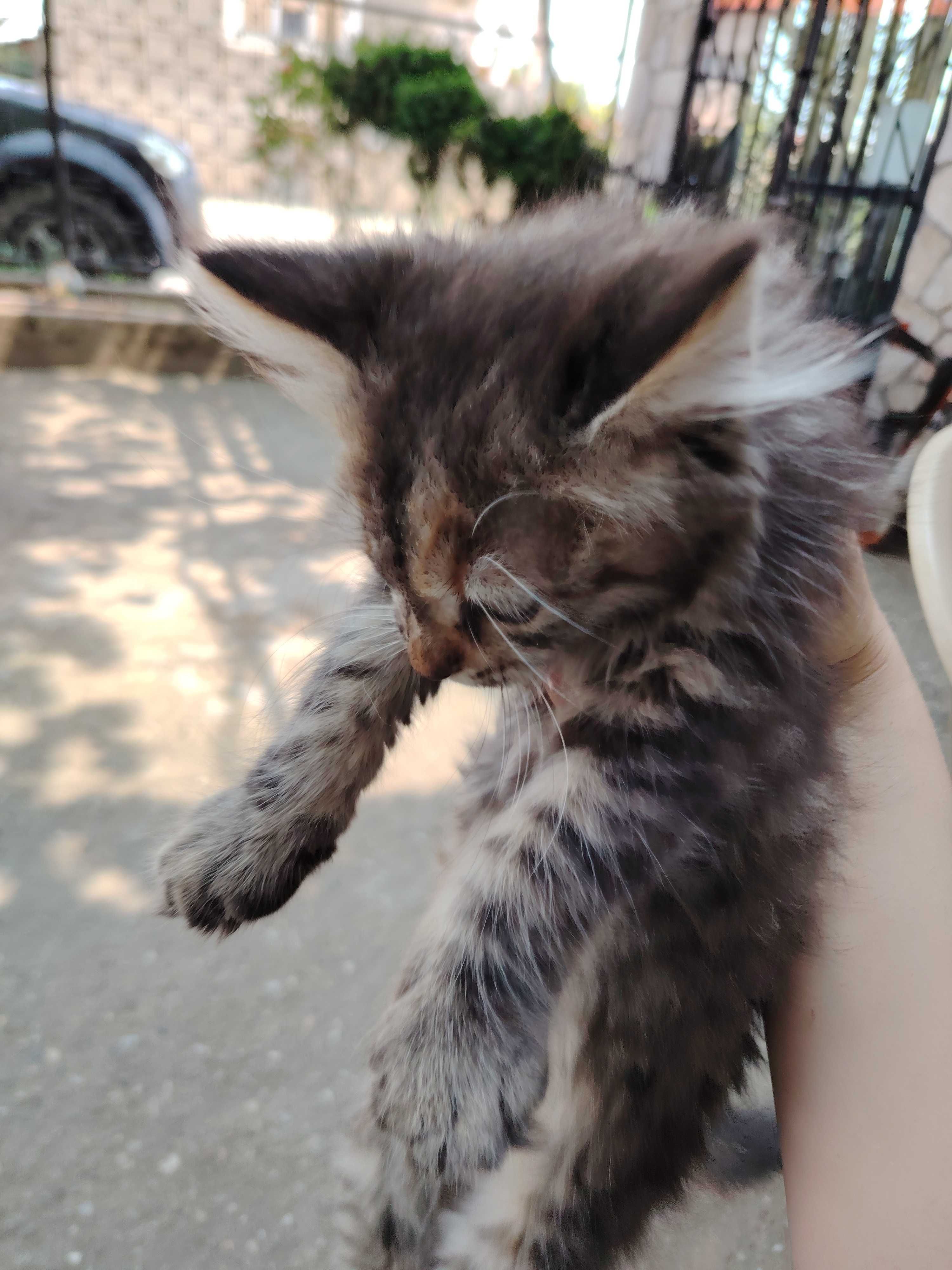 Пухкаво малко коте