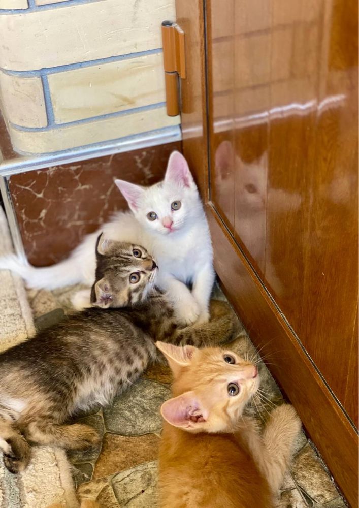 Кошки милые 2 месяцев