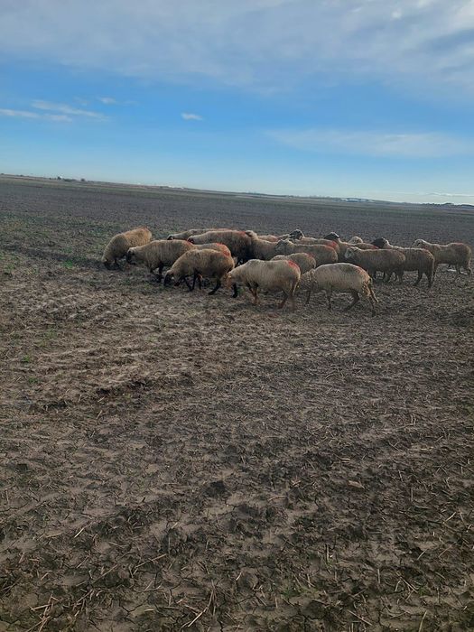 Oi peoducatoare de lapte