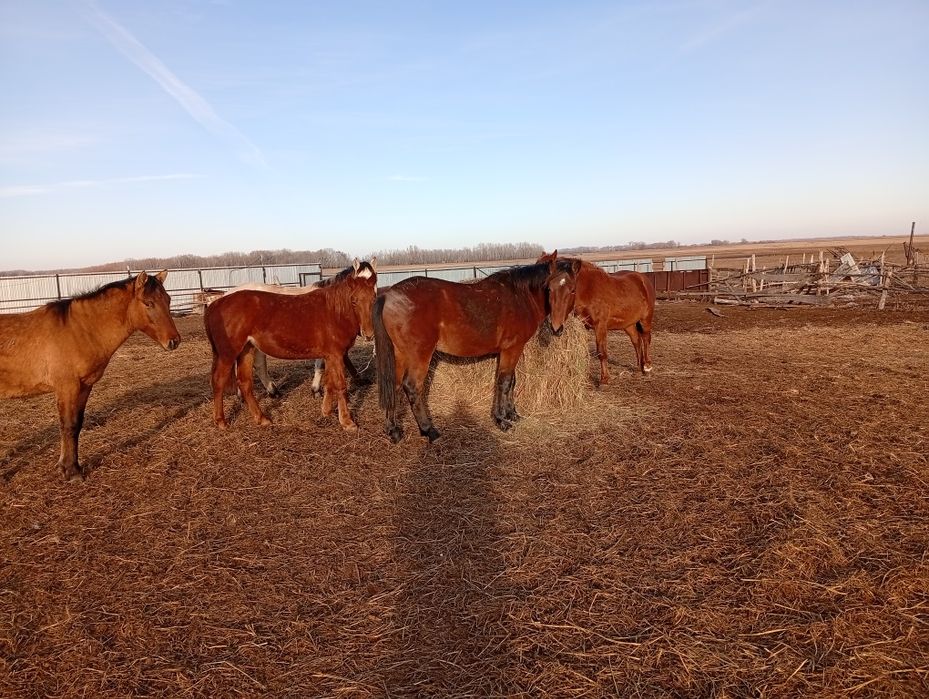 Селхоз животнии..