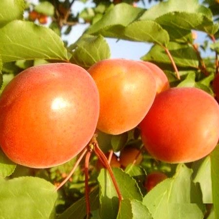 Pomi Fructiferi!!!