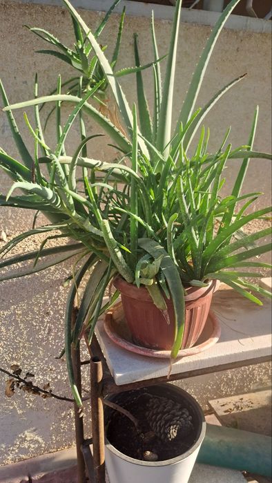 Aloe vera lechebniy