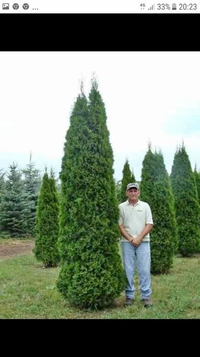 Tuia smarald plante de gradina