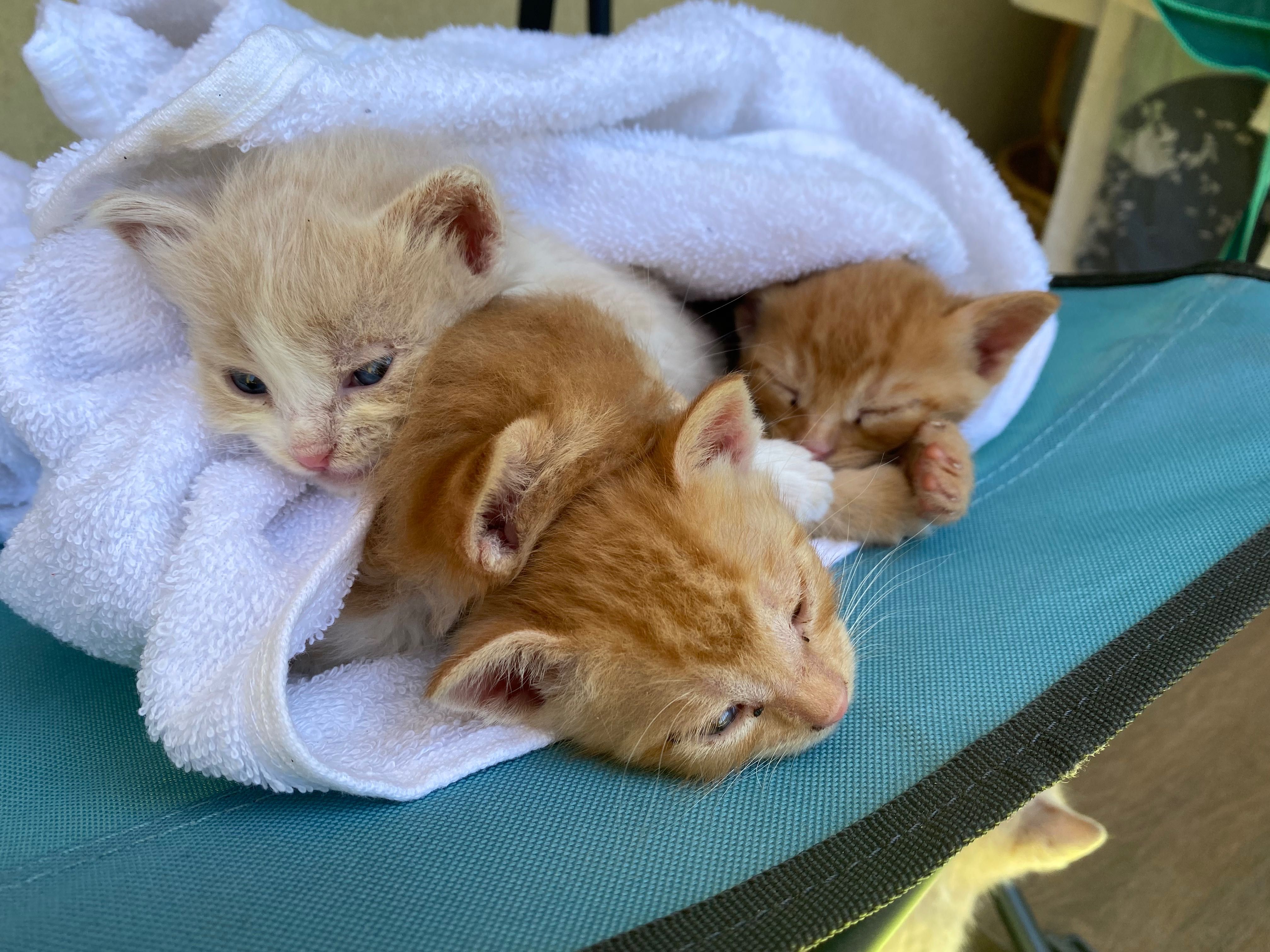 ПОДАРЯВАМ 5 котенца!!!