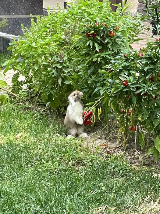 Quyon. Кролик
Tug'ilgan kun, sovg'a va xonadonda boq