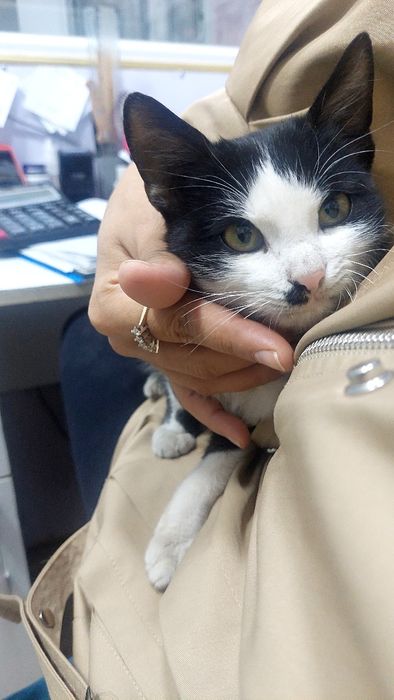 Кошка, катенок, мысык