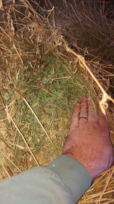 Baloti de lucerna si otrava