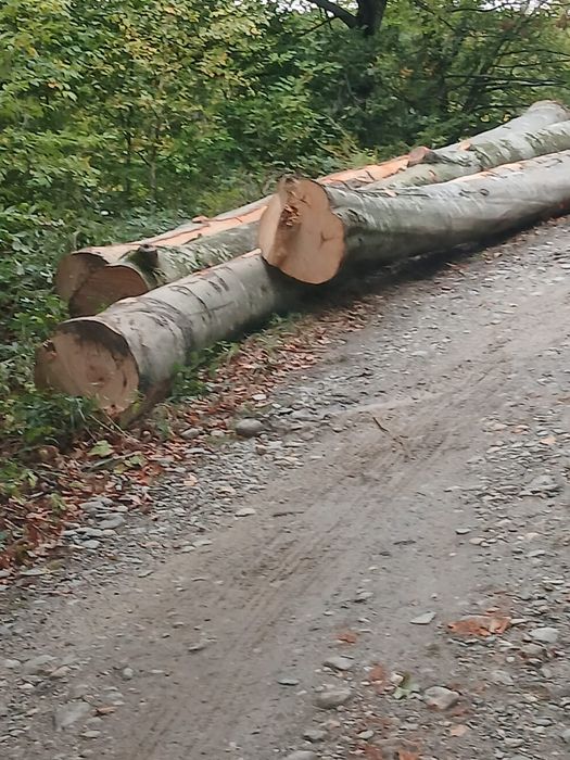 Lemn foc fag si stejar