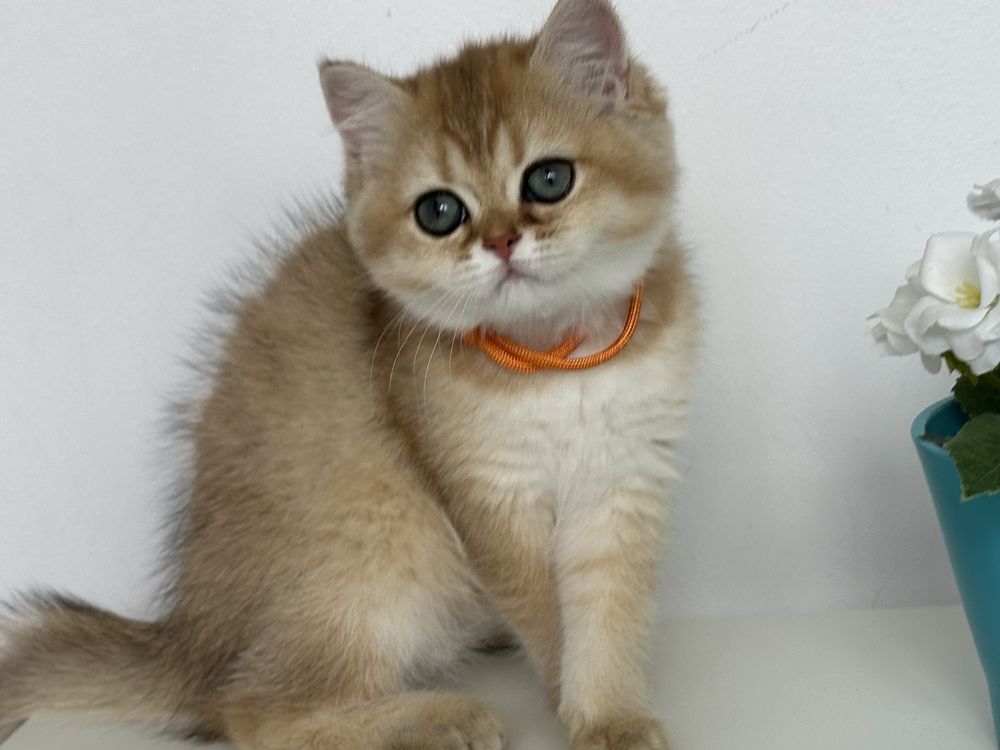 British shorthair GOLDEN fetita superba !! CERTIFICAT PEDIGREE