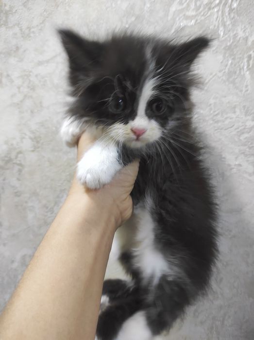 Отдам бесплатно страйт