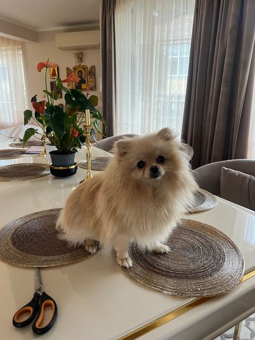 Продавам мини Померан на 9 месеца